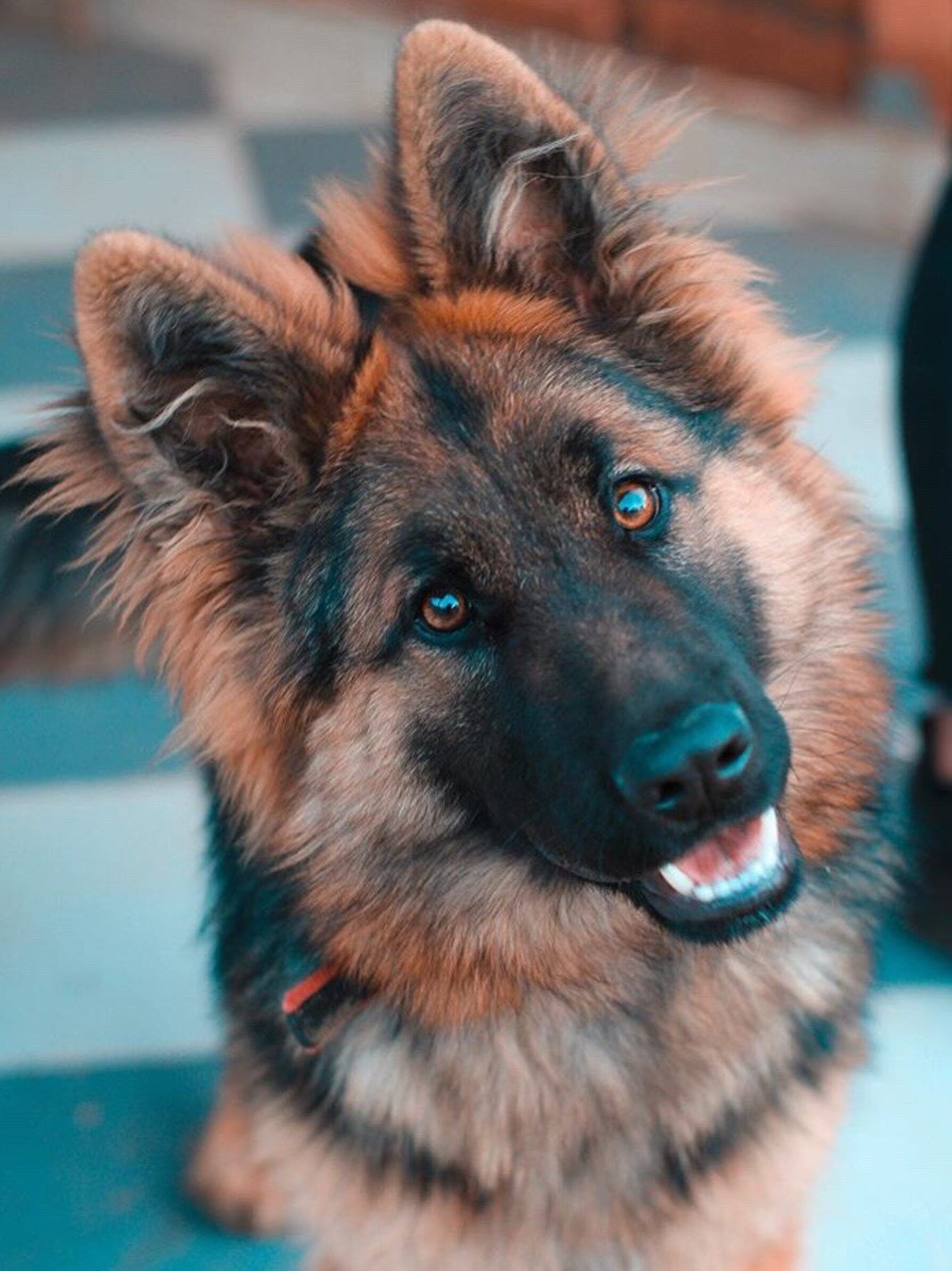 Deutscher Schäferhund schaut in Kamera